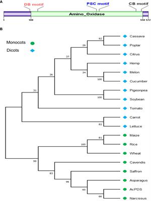CRISPR/Cas9-mediated editing of PHYTOENE DESATURASE gene in onion (Allium cepa L.)